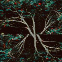 Roots Roots